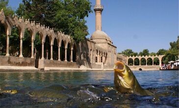 OTOBÜSLÜ GAP TURU 6 GÜN - 6 GECE